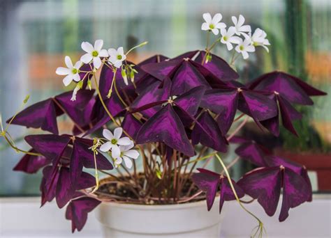 Ako presadiť Oxalis