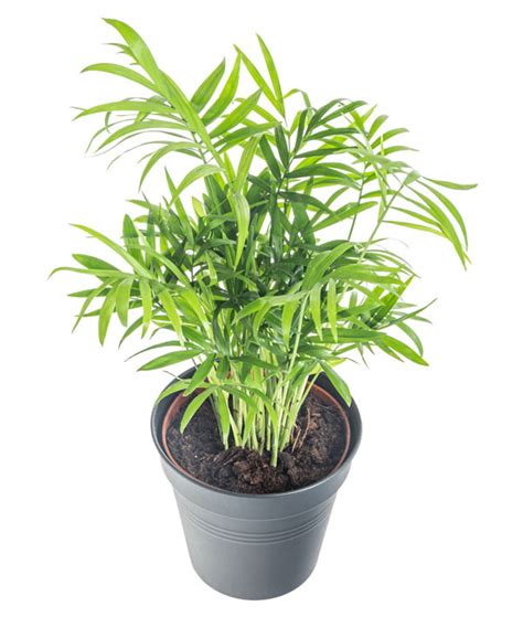 Horská palma (Chamaedorea elegans)