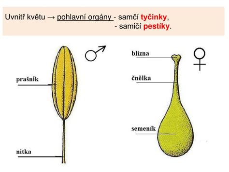 Stavba piestika a umiestnenie semenníka