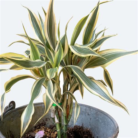 Dracaena sanderiana rastlina