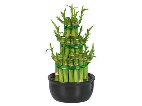 Špirálovito tvarovaný bambus šťastia