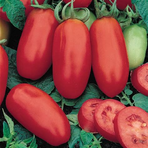 Zrelé paradajky San Marzano