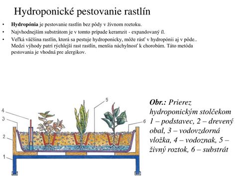 Reakcia rastlín na dĺžku dňa a noci - fotoperiodizmus
