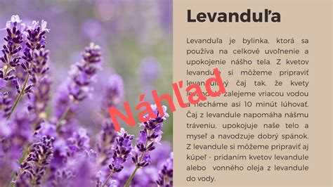 Liečivé účinky levandule