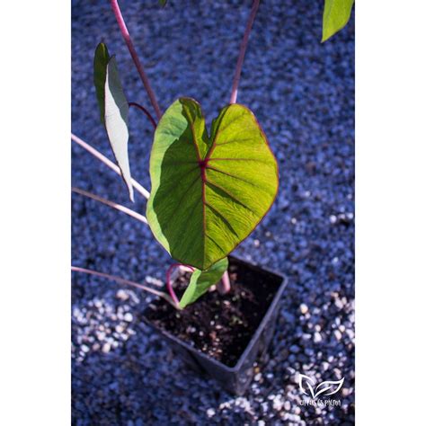 Colocasia, slonie ucho