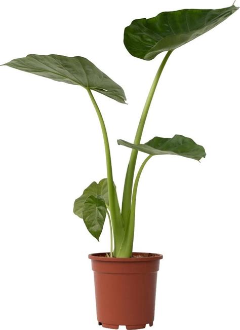 Alocasia s obrovskými listami