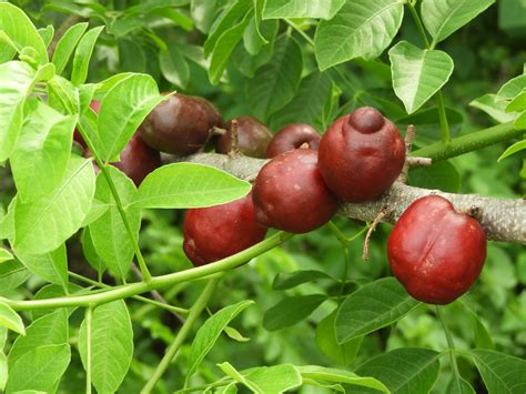 Zrelé plody Spondias purpurea