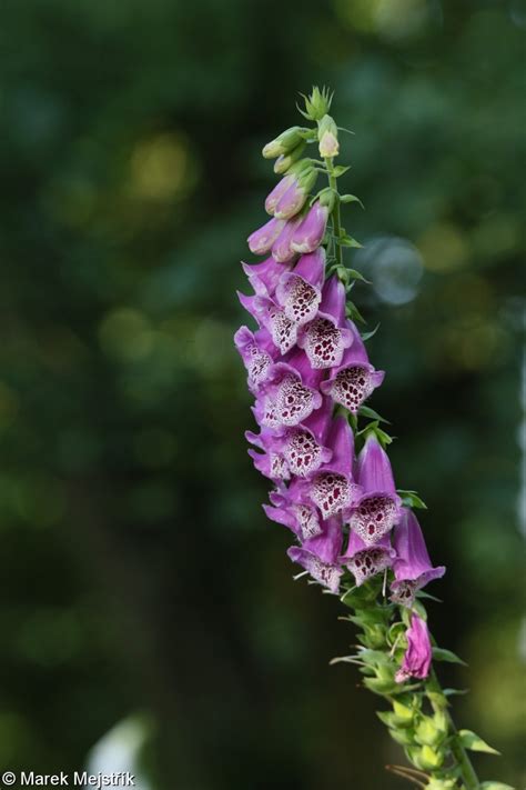 Náprstník červený (Digitalis purpurea)