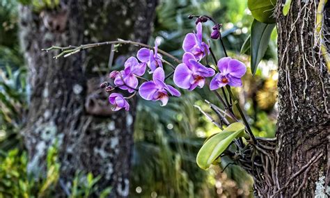 Orchidea ako epifyt rastúca na strome