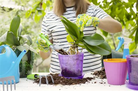 Postup presádzania orchidey krok za krokom