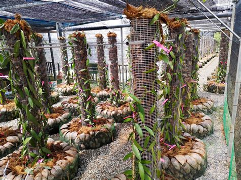 Zber vanilkových luskov z orchideí