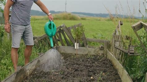 Príprava pôdy a jamy na výsadbu arónie