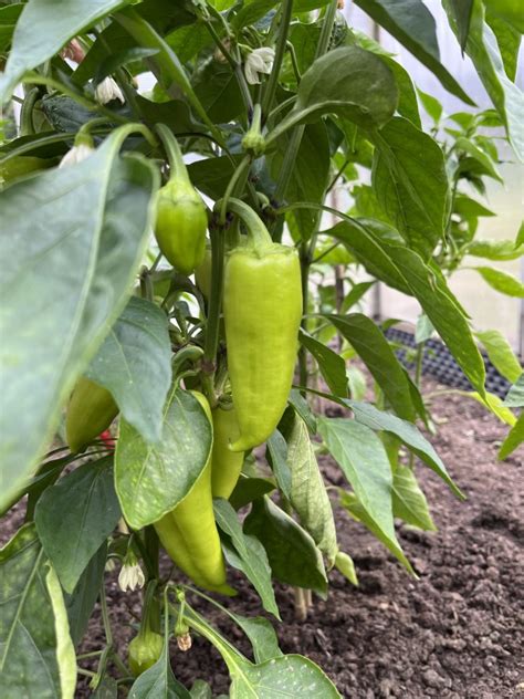 Rastlina papriky napadnutá hubovou chorobou