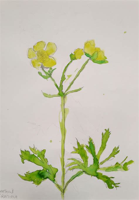 Botanická kresba hrachora siateho