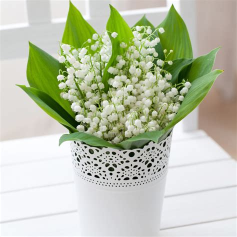 Detail kvetov a listov konvalinky