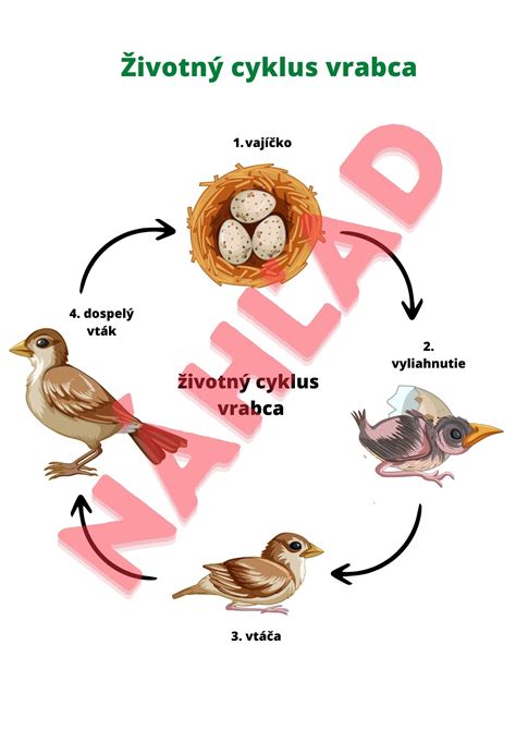 Diagram: Životný cyklus konvalinky a potreba vody v jednotlivých fázach