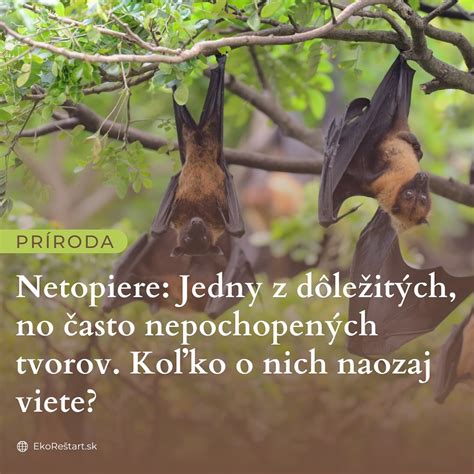 Ilustrácia rôznych druhov netopierov