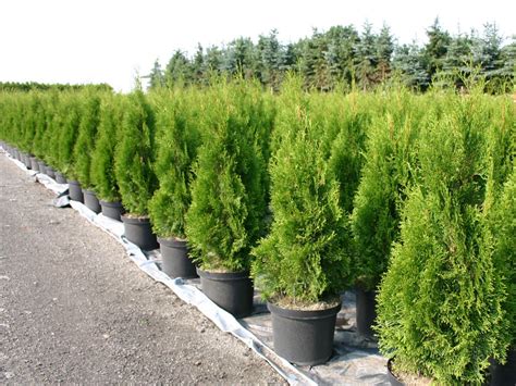 Thuja Smaragd v záhrade