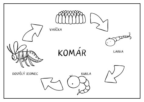 Životný cyklus komára