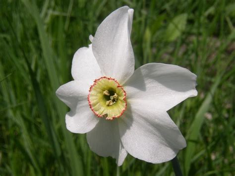 Narcis biely s červeno-žltou pakorunou