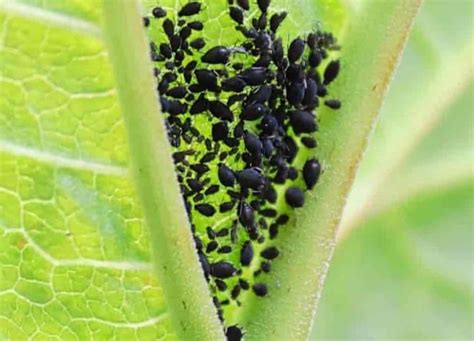 Vošky na listoch ruže