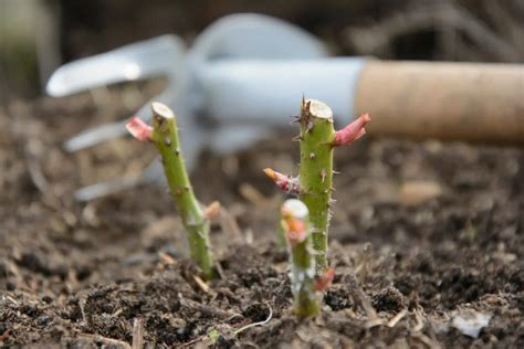 Odrezky ruží pripravené na zakorenenie