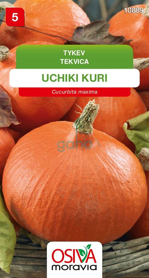 Tekvica Uchiki Kuri rozkrojená na polovicu