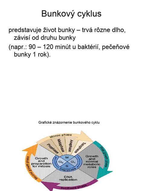 Ilustrácia binárneho delenia jednobunkového organizmu
