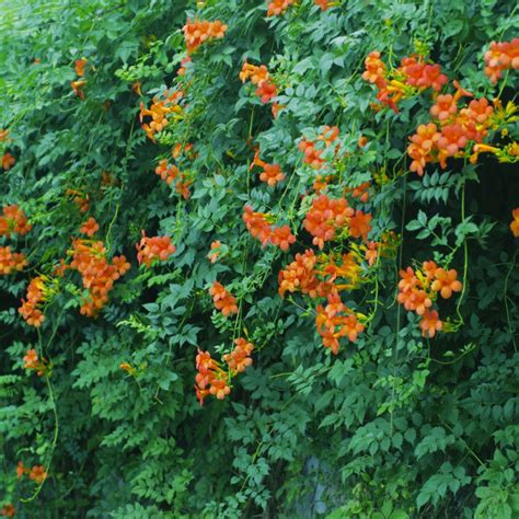 Mapa pôvodu rastliny Campsis radicans