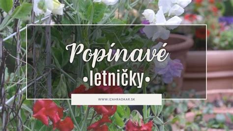 Krásne pestrofarebné letničky v záhrade