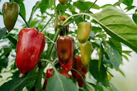 Paprika v skleníku