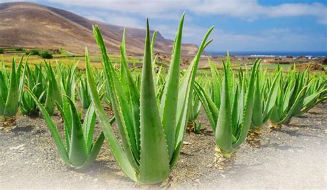 Zber aloe vera na plantáži