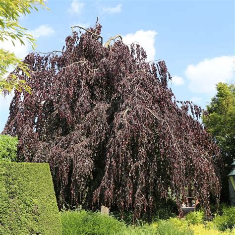 Previsnutý strom Fagus sylvatica 'Purpurea Pendula' v záhrade