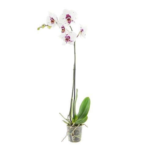 Orchidea Phalaenopsis - motýlia orchidea