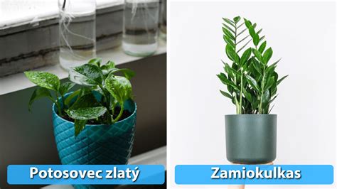Prehľad jedovatých izbových rastlín