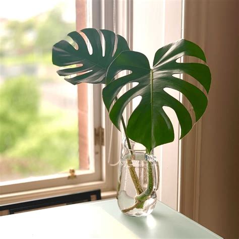 Monstera odrezok zakoreňujúci vo vode