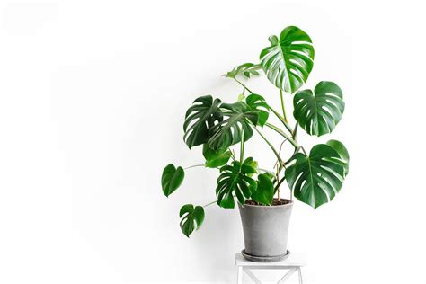 Mladá monstera s novými listami