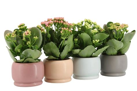 kvitnúca rastlina Kalanchoe v kvetináči