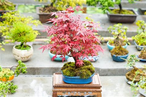 Umiestnenie bonsaja na slnečnom okne