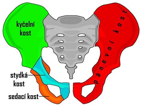 Schéma merania šírky sedacích kostí