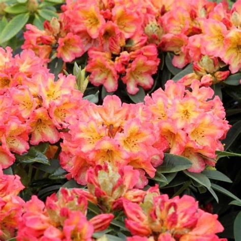 Rododendron hybridný