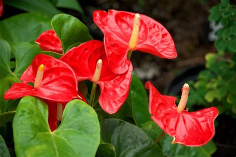 Anthurium s červenými kvetmi