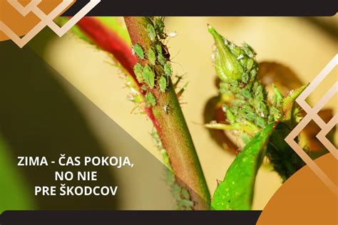 Obdobie pokoja pre kvitnutie