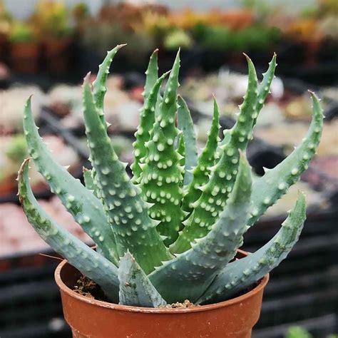Aloe humilis v kvetináči