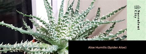 Aloe humilis na slnečnom mieste