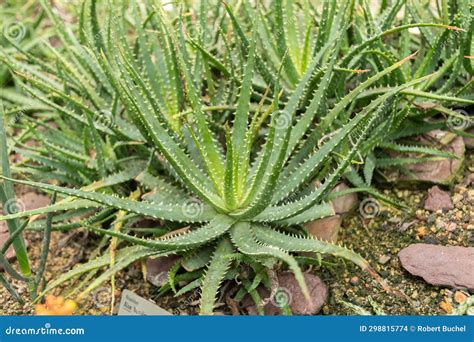 Množenie Aloe humilis z odnoží