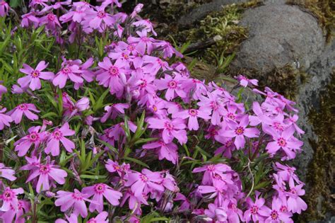 Phlox subulata v skalke