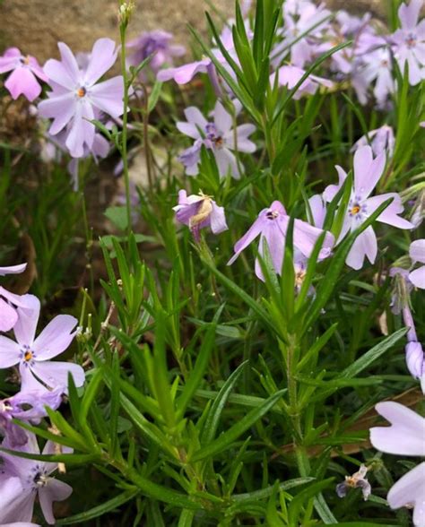 Kvitnúci koberec z Phlox subulata