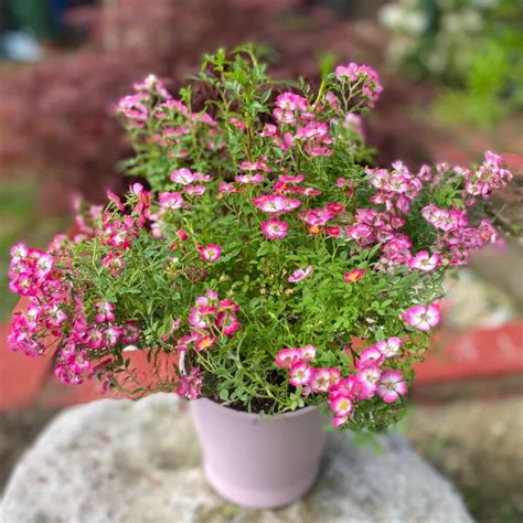 Miniatúrna ruža 'Rosa Cutie Pie' s drobnými bielo-ružovými kvetmi