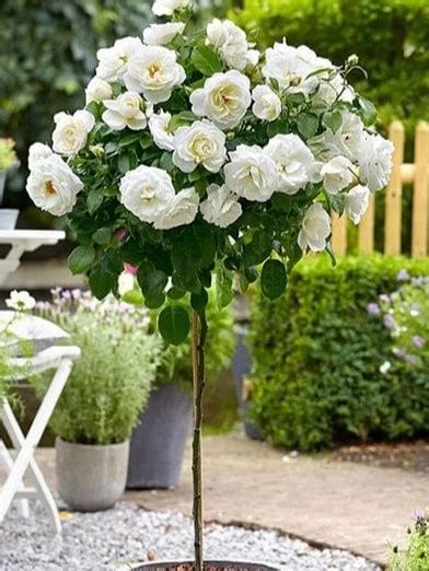 Ilustrácia čiernej ruže